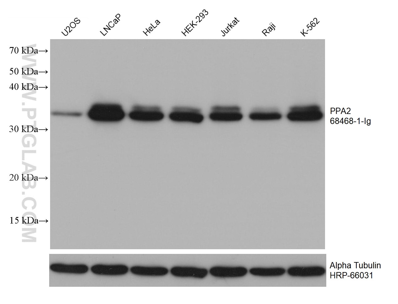Western Blot (WB) analysis of various lysates using PPA2 Monoclonal antibody (68468-1-Ig)