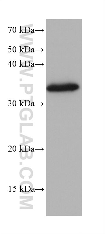 Western Blot (WB) analysis of 4T1 cells using PPA2 Monoclonal antibody (68468-1-Ig)