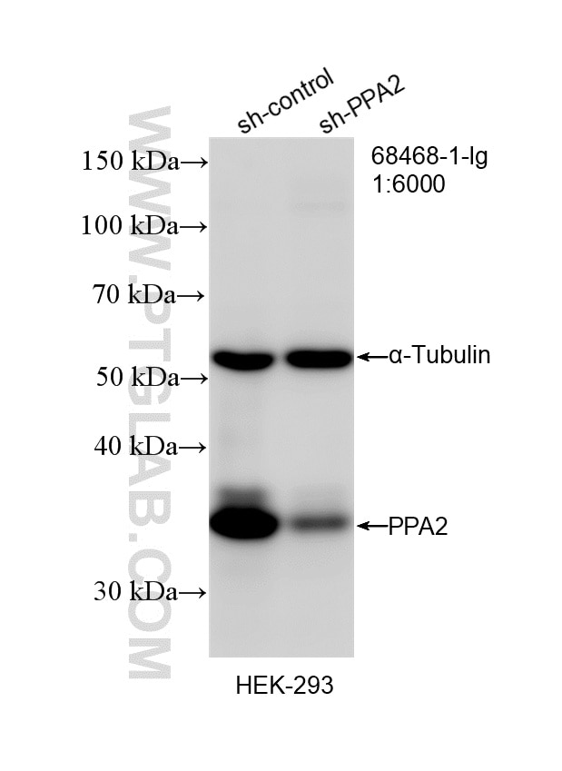 Western Blot (WB) analysis of HEK-293 cells using PPA2 Monoclonal antibody (68468-1-Ig)