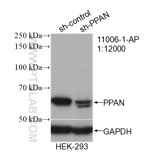Western Blot (WB) analysis of HEK-293 cells using PPAN Polyclonal antibody (11006-1-AP)