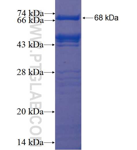 PPAN fusion protein Ag1419 SDS-PAGE