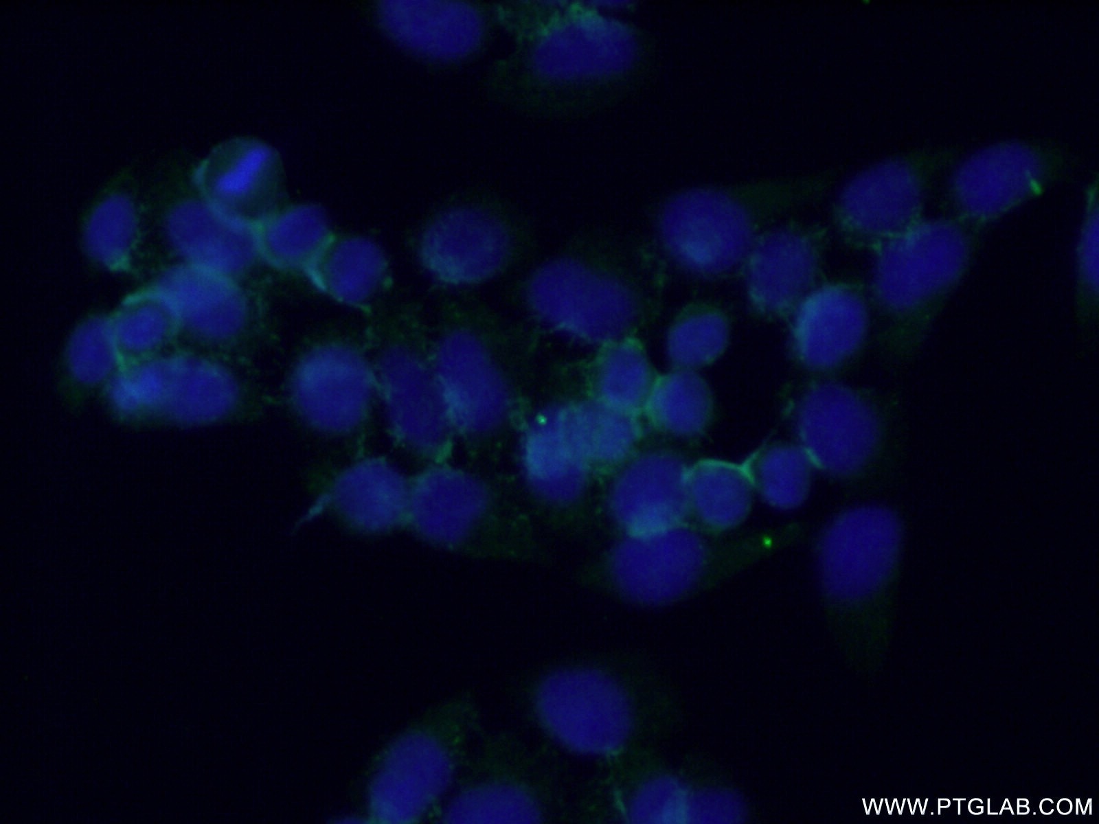 Immunofluorescence (IF) / fluorescent staining of L02 cells using PPAPDC2 Polyclonal antibody (26234-1-AP)