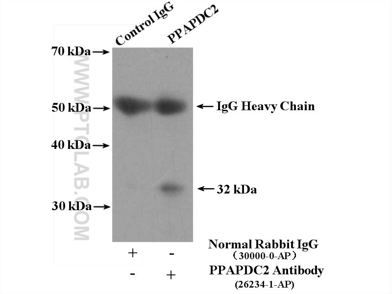 Immunoprecipitation (IP) experiment of HepG2 cells using PPAPDC2 Polyclonal antibody (26234-1-AP)