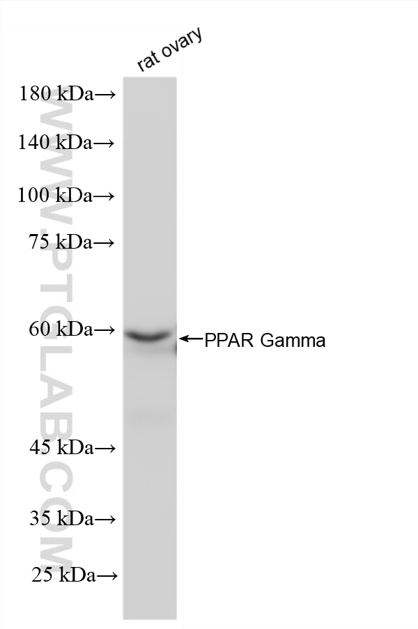 WB analysis of rat ovary using 81490-5-RR Western Blot (WB) analysis of rat ovary tissue using PPAR Gamma Recombinant monoclonal antibody (81490-5-RR)