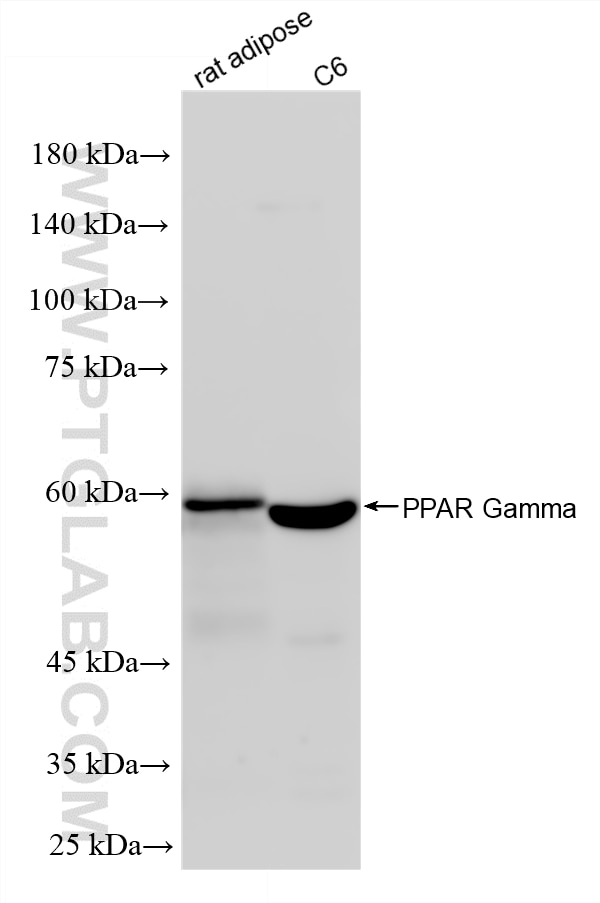 WB analysis using 81490-5-RR Western Blot (WB) analysis of various lysates using PPAR Gamma Recombinant monoclonal antibody (81490-5-RR)