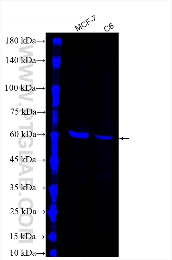 Western Blot (WB) analysis of various lysates using CoraLite® Plus 647-conjugated PPAR Gamma Recombina (CL647-81490-5)
