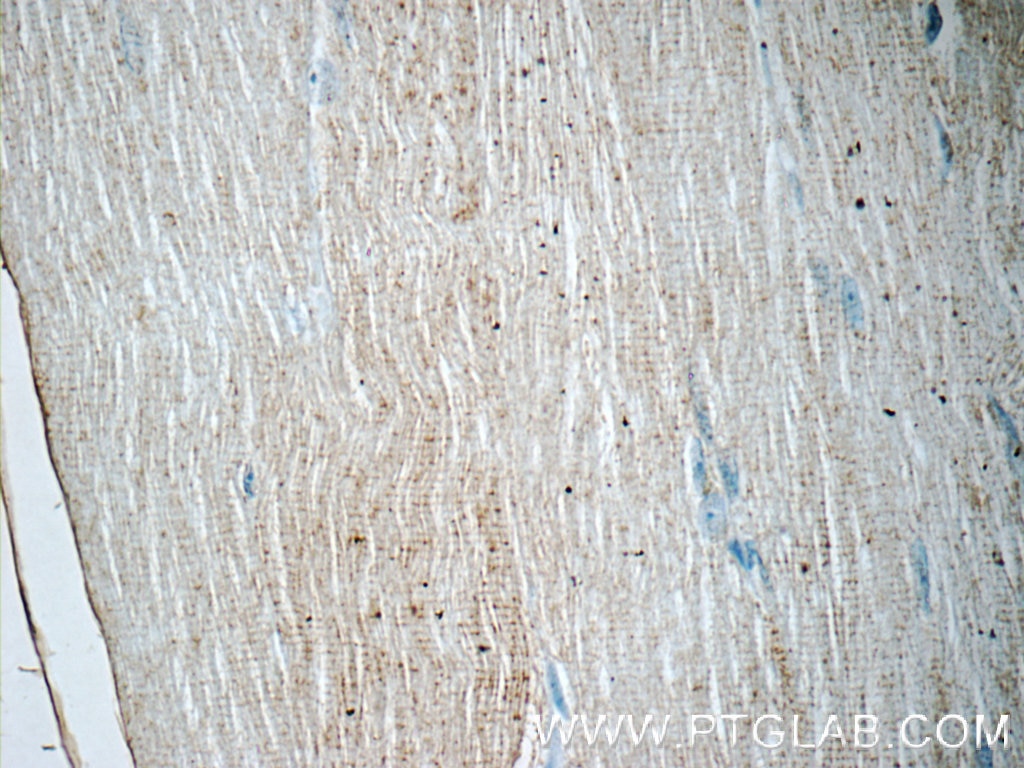 PPARA Polyclonal antibody