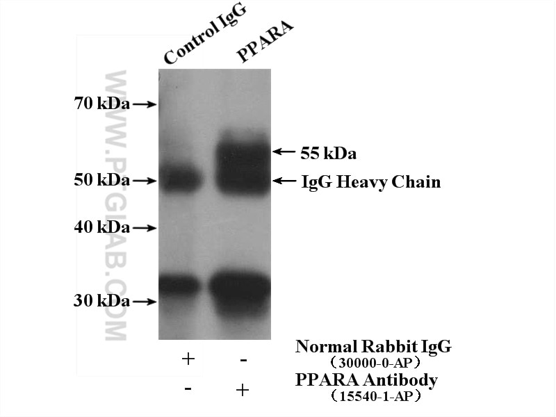 Immunoprecipitation (IP) experiment of U-937 cells using PPARA Polyclonal antibody (15540-1-AP)