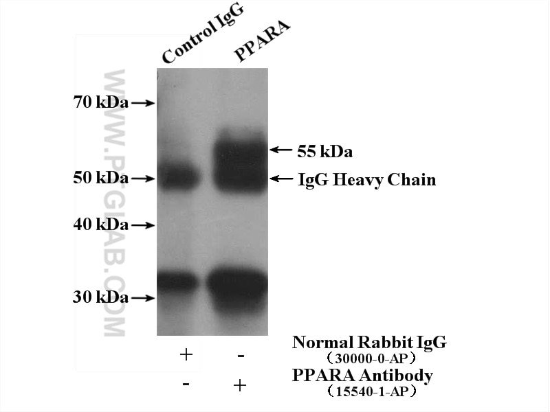 IP experiment of U-937 using 15540-1-AP