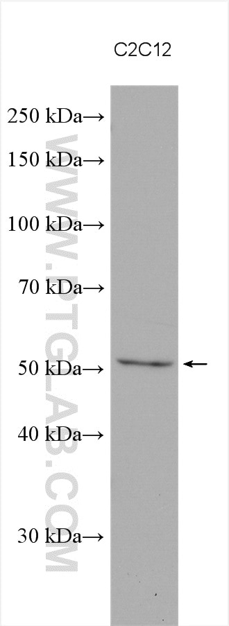 WB analysis using 15540-1-AP