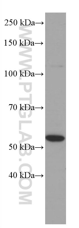 Western Blot (WB) analysis of HepG2 cells using PPARA Monoclonal antibody (66826-1-Ig)