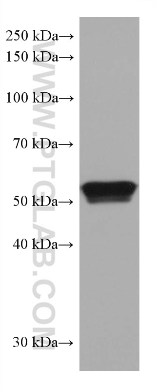 Western Blot (WB) analysis of ROS1728 cells using PPARA Monoclonal antibody (66826-1-Ig)