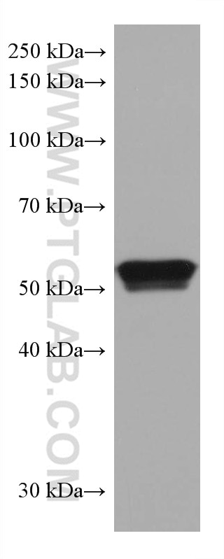 WB analysis of ROS1728 using 66826-1-Ig