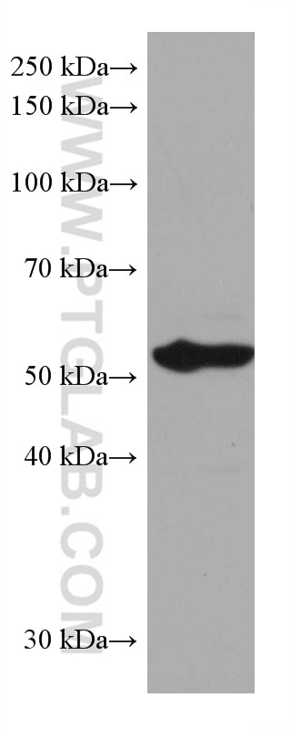 Western Blot (WB) analysis of HSC-T6 cells using PPARA Monoclonal antibody (66826-1-Ig)