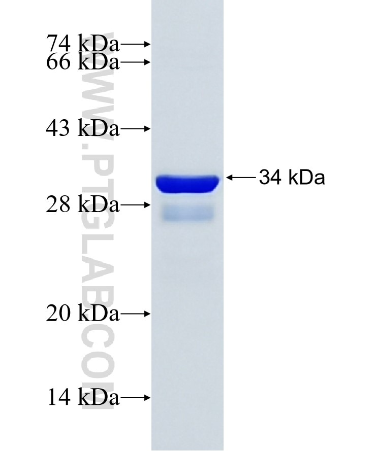 PPARA fusion protein Ag29530 SDS-PAGE PPARA fusion protein Ag29530 SDS-PAGE