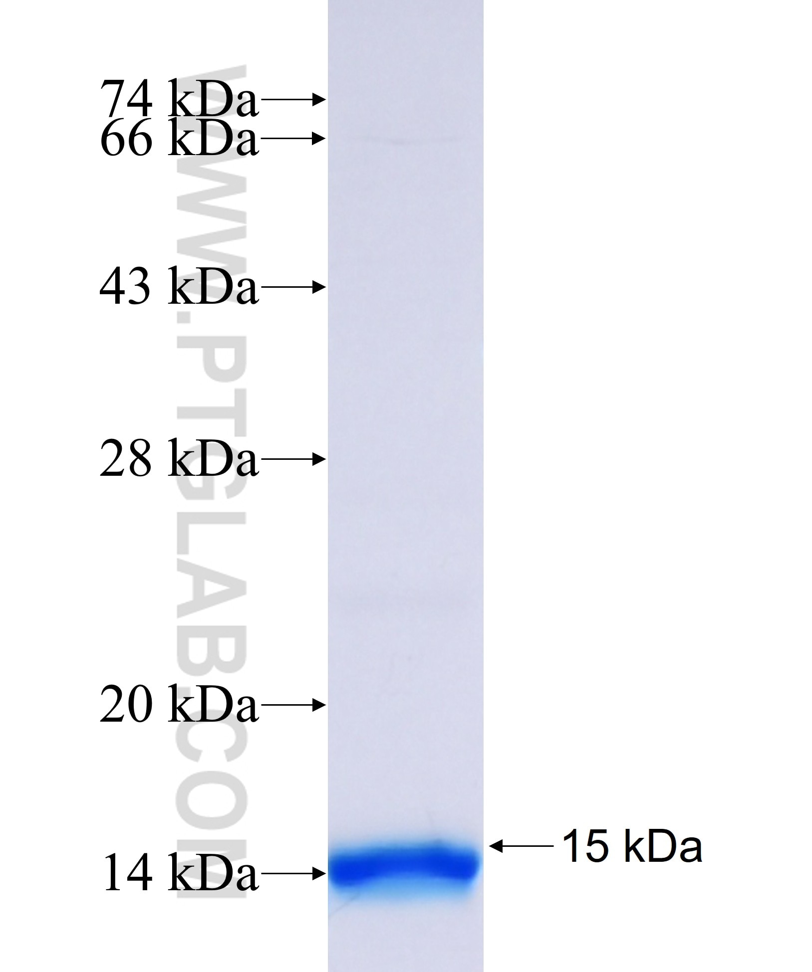 PPARA fusion protein Ag29544 SDS-PAGE