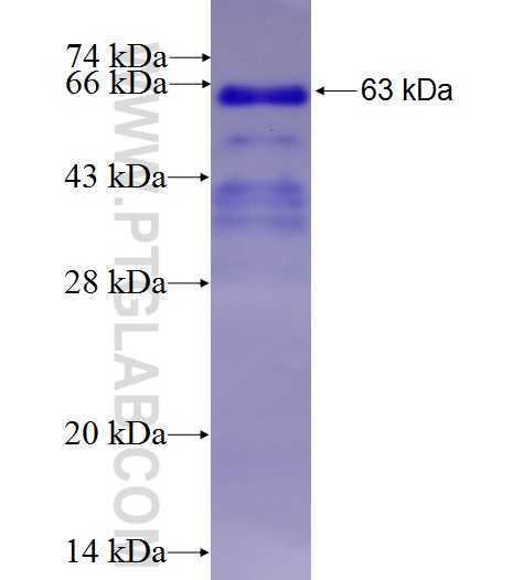 PPARA fusion protein Ag7896 SDS-PAGE