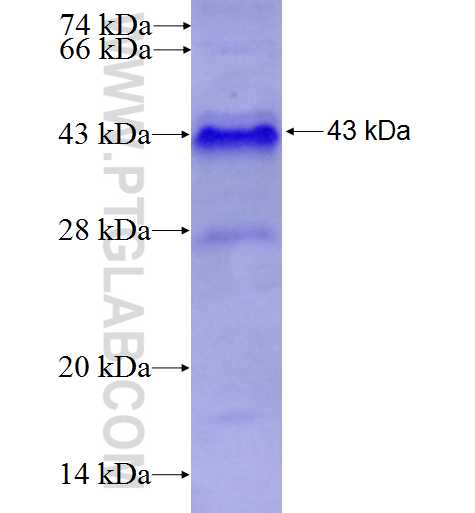 PPARA fusion protein Ag7932 SDS-PAGE
