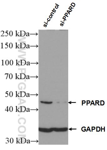 Western Blot (WB) analysis of A549 cells using PPARD Monoclonal antibody (60193-1-Ig)