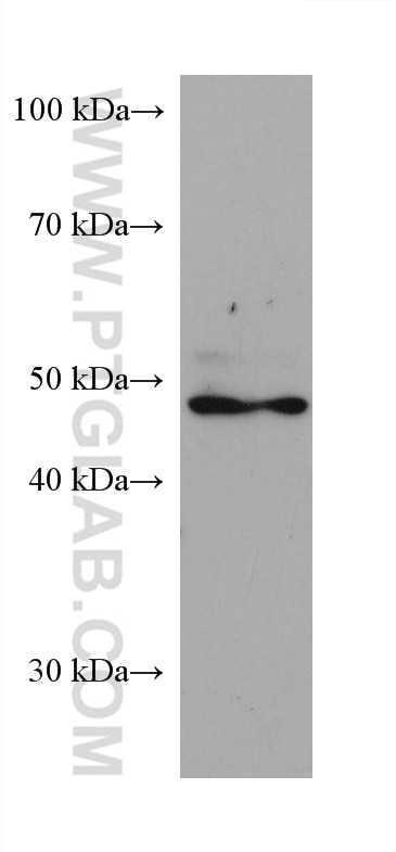 Western Blot (WB) analysis of rat testis tissue using PPARD Monoclonal antibody (60193-1-Ig)