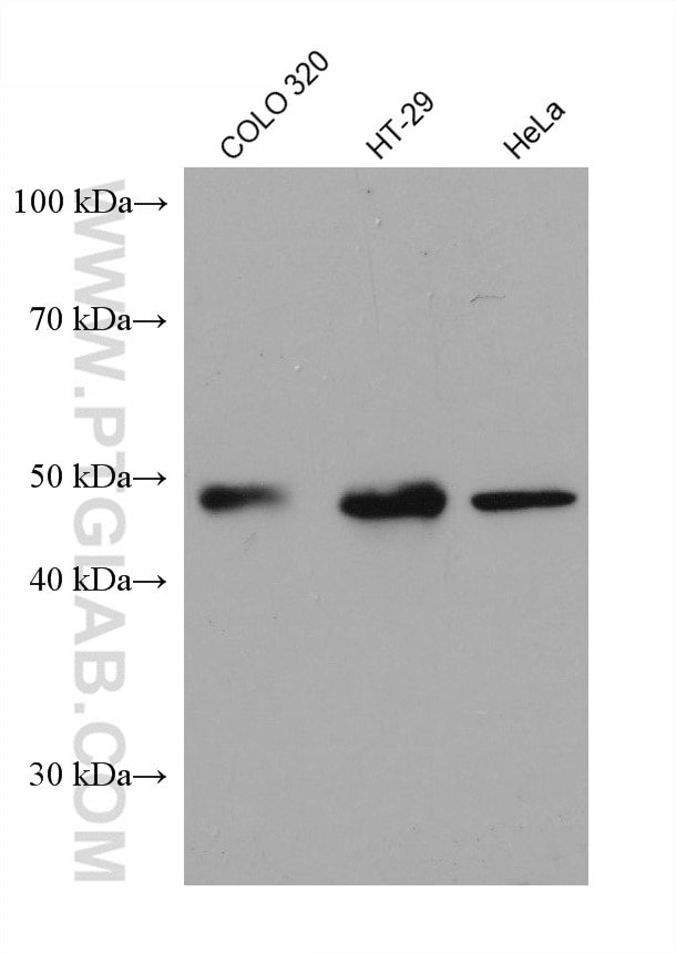 Western Blot (WB) analysis of various lysates using PPARD Monoclonal antibody (60193-1-Ig)