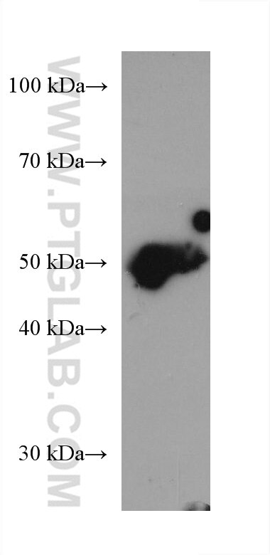 Western Blot (WB) analysis of SW480 cells using PPARD Monoclonal antibody (60193-1-Ig)