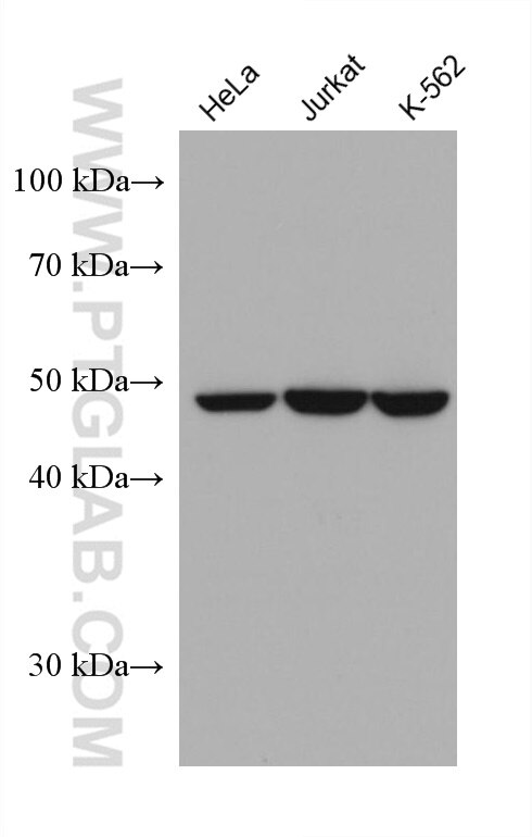 Western Blot (WB) analysis of various lysates using PPARD Monoclonal antibody (60193-1-Ig)