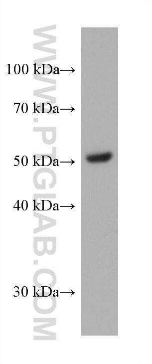 WB analysis of pig adipose using 60193-1-Ig