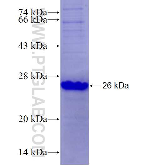 PPARD fusion protein Ag27888 SDS-PAGE