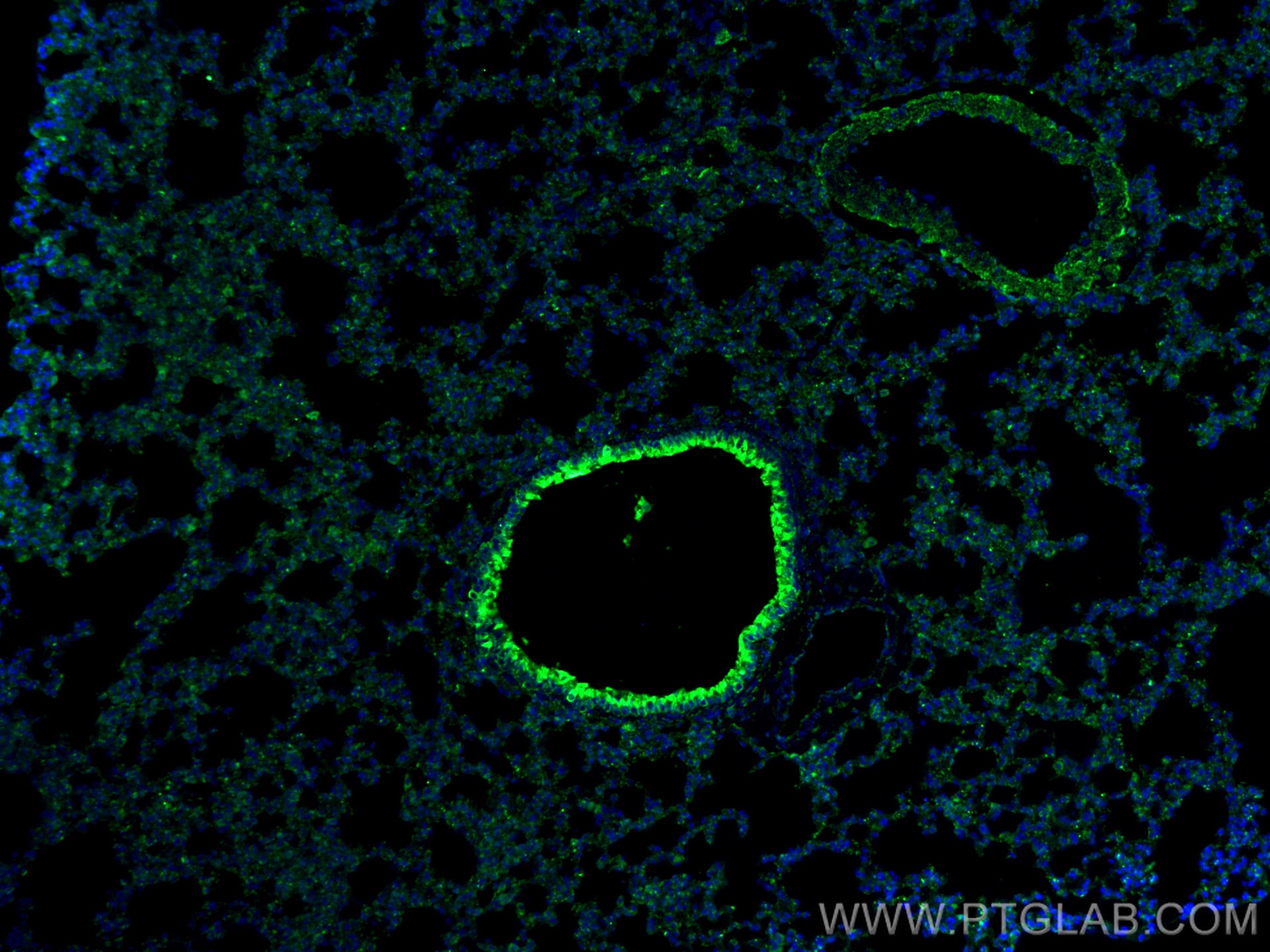 PPAR Gamma antibody (16643-1-AP) | Proteintech