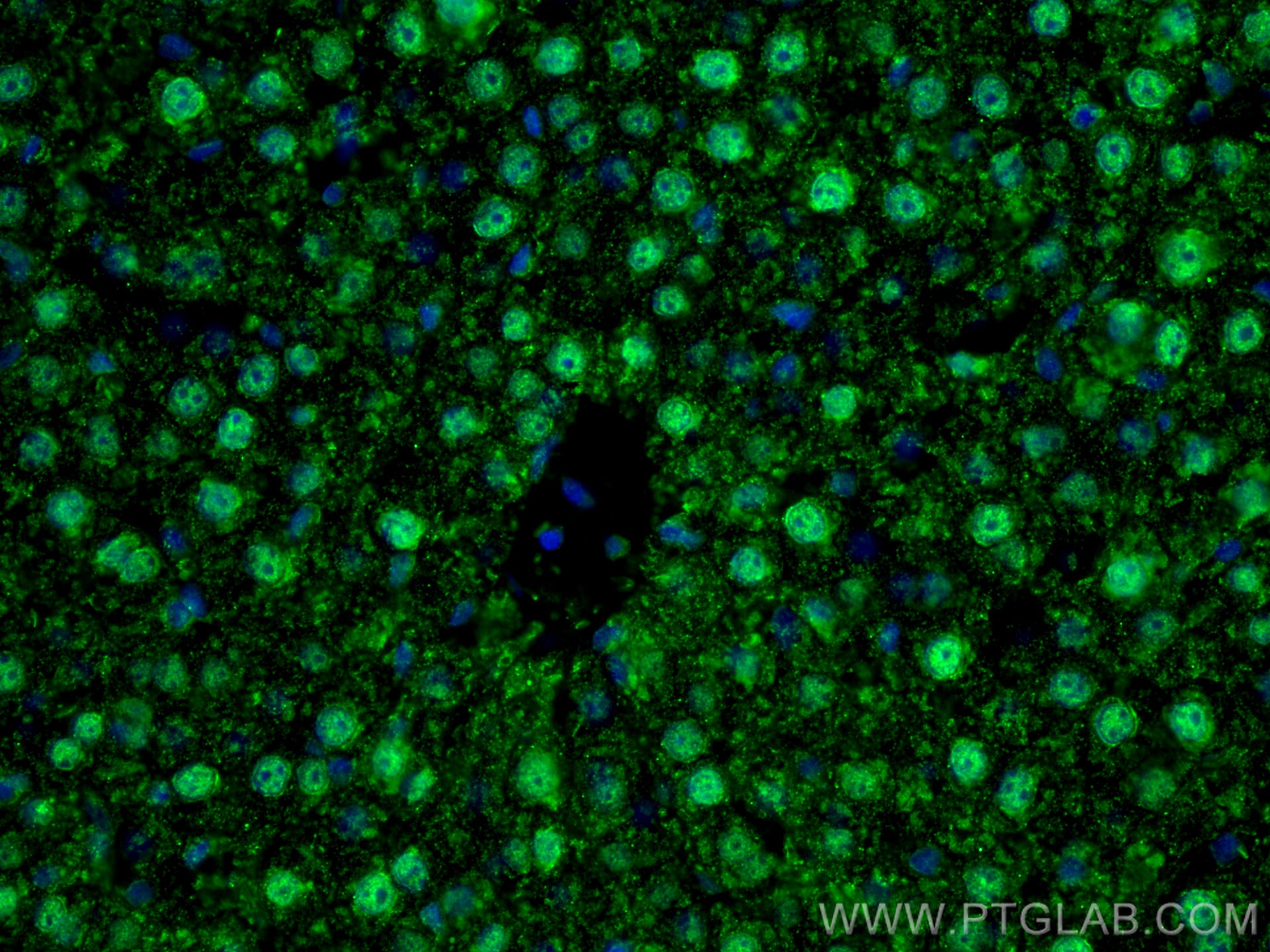 Immunofluorescence (IF) / fluorescent staining of rat liver tissue using PPAR Gamma Polyclonal antibody (16643-1-AP)