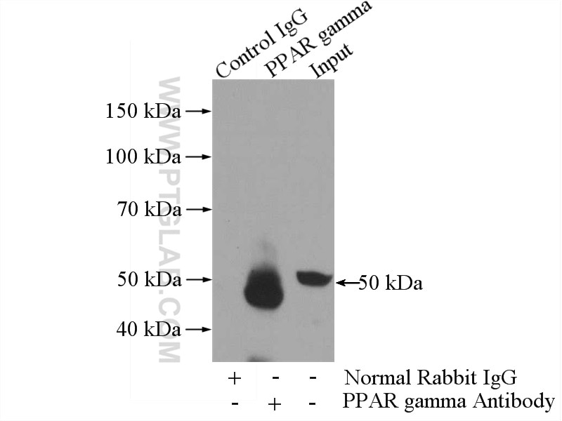 Immunoprecipitation (IP) experiment of HL-60 cells using PPAR Gamma Polyclonal antibody (16643-1-AP)