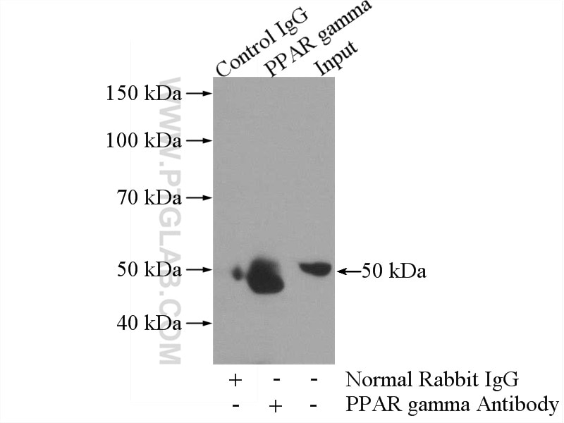 Immunoprecipitation (IP) experiment of HL-60 cells using PPAR Gamma Polyclonal antibody (16643-1-AP)