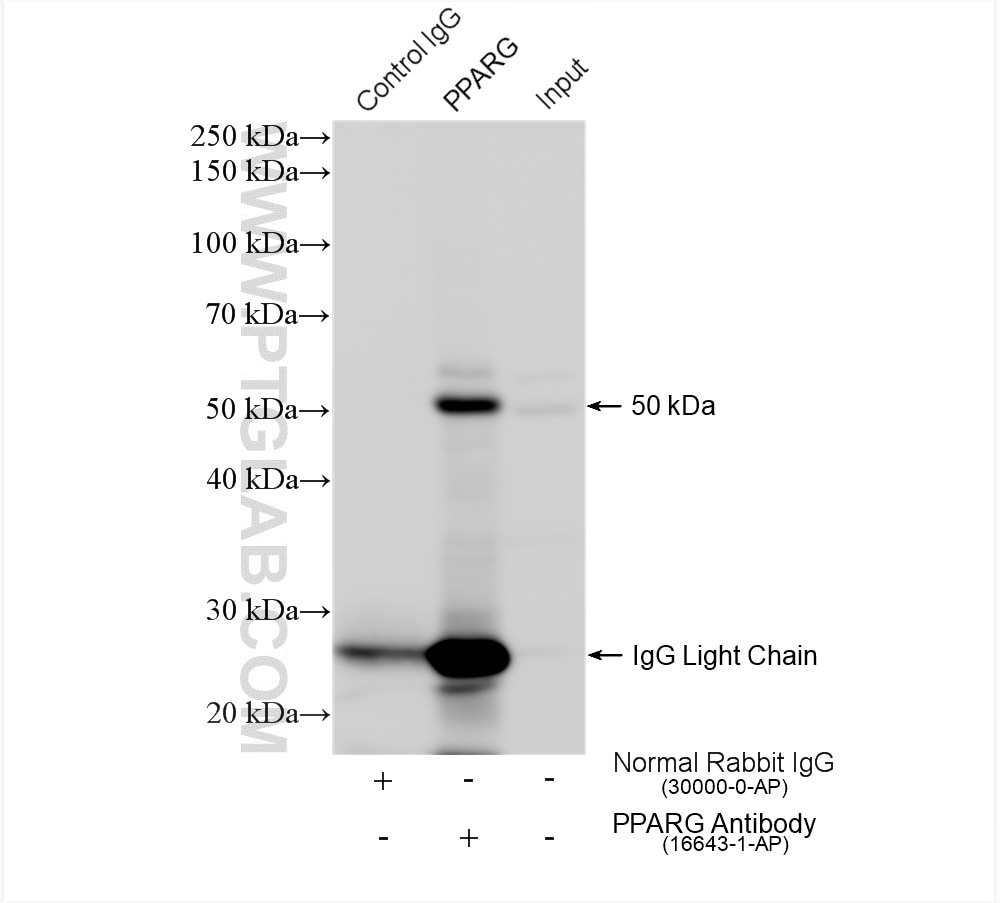 Immunoprecipitation (IP) experiment of HL-60 cells using PPAR Gamma Polyclonal antibody (16643-1-AP)