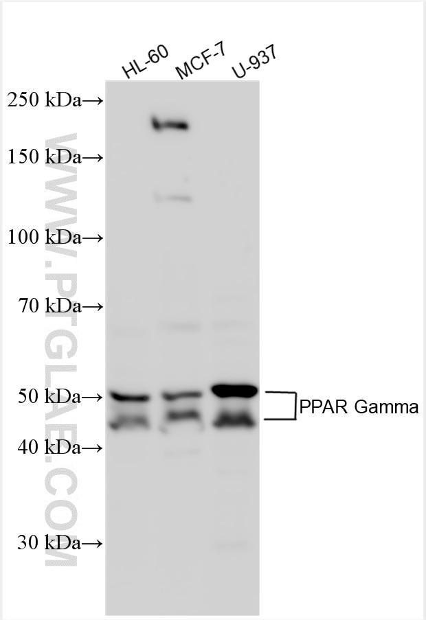 Western Blot (WB) analysis of various lysates using PPAR Gamma Polyclonal antibody (16643-1-AP)