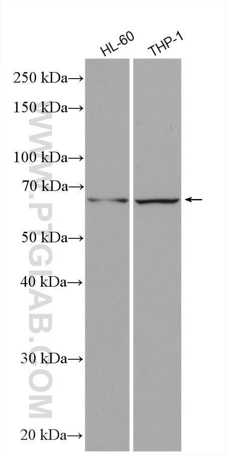 Western Blot (WB) analysis of various lysates using PPAR Gamma Monoclonal antibody (60127-1-Ig)