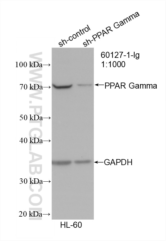 WB analysis of HL-60 using 60127-1-Ig