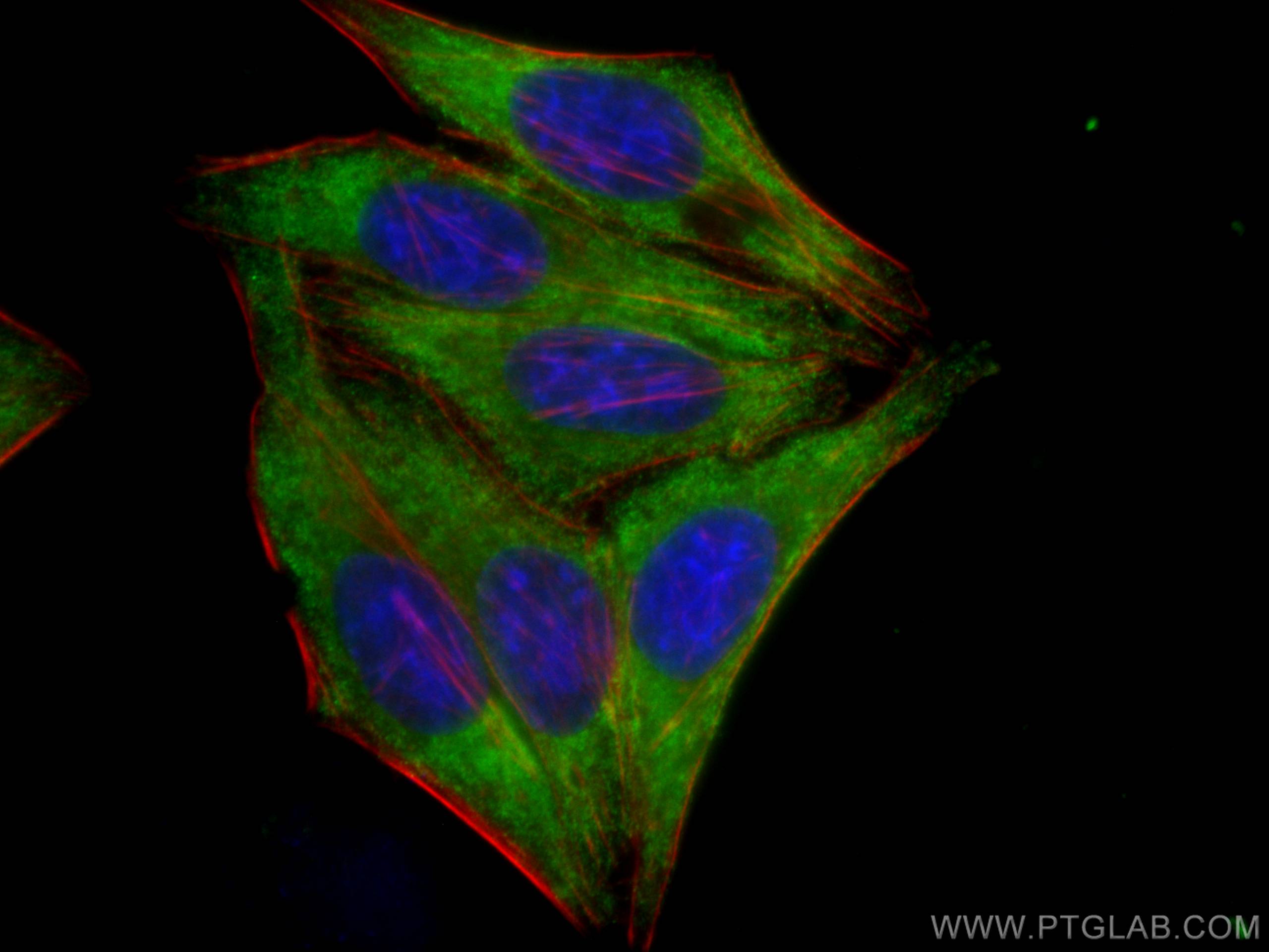 Immunofluorescence (IF) / fluorescent staining of HepG2 cells using PPAR Gamma Monoclonal antibody (66936-1-Ig)