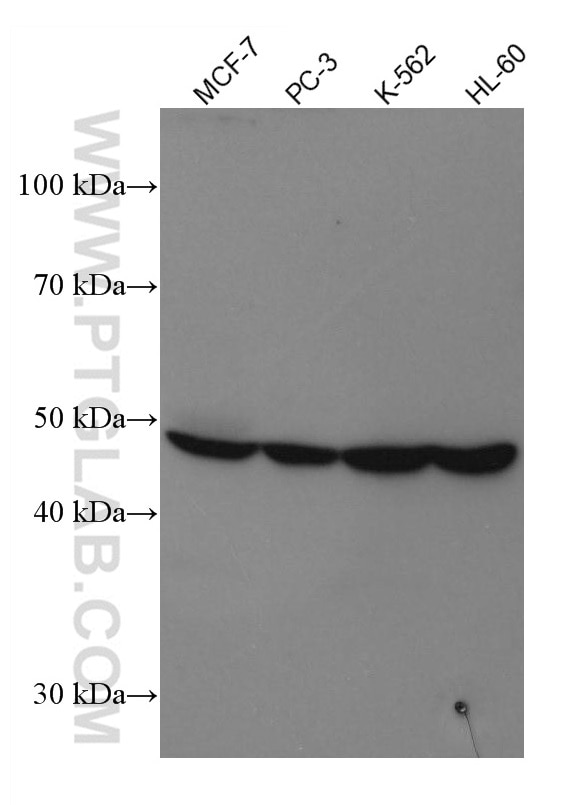 Western Blot (WB) analysis of various lysates using PPAR Gamma Monoclonal antibody (66936-1-Ig)