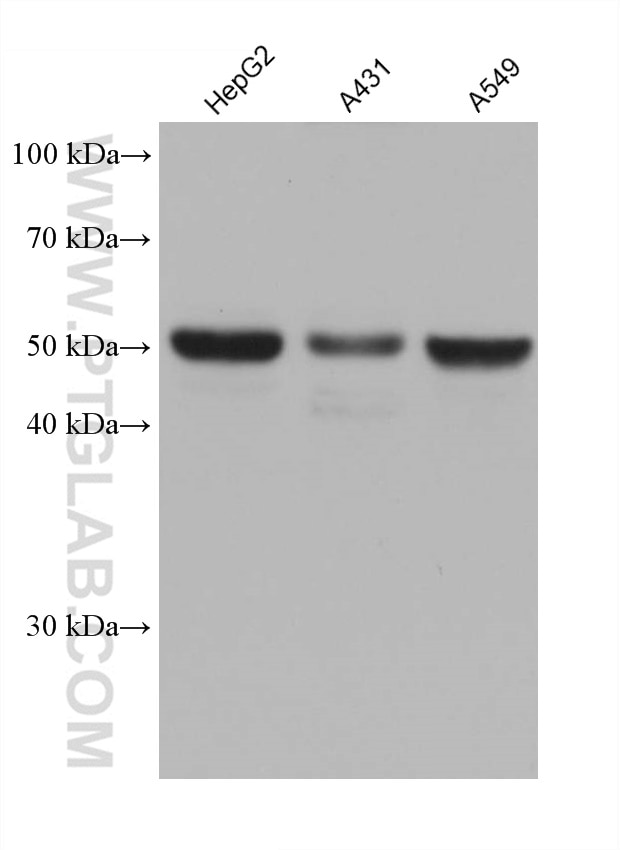 Western Blot (WB) analysis of various lysates using PPAR Gamma Monoclonal antibody (66936-1-Ig)
