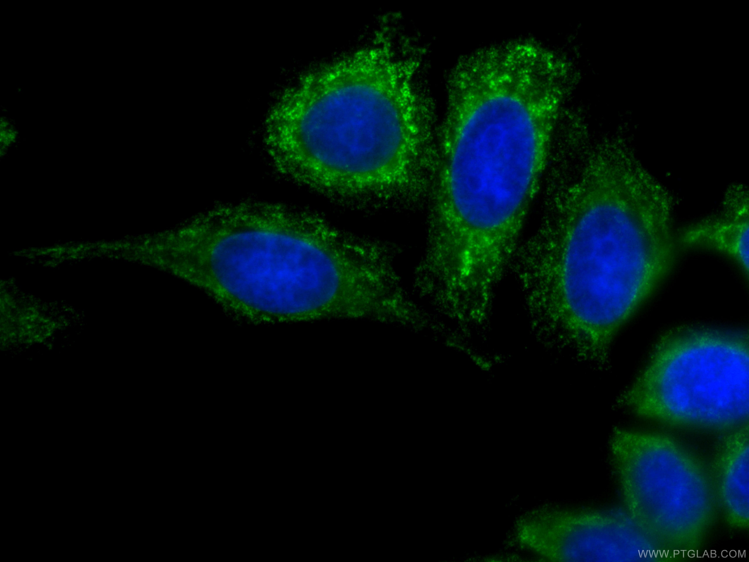 Immunofluorescence (IF) / fluorescent staining of HepG2 cells using CoraLite® Plus 488-conjugated PPARG Monoclonal ant (CL488-66936)