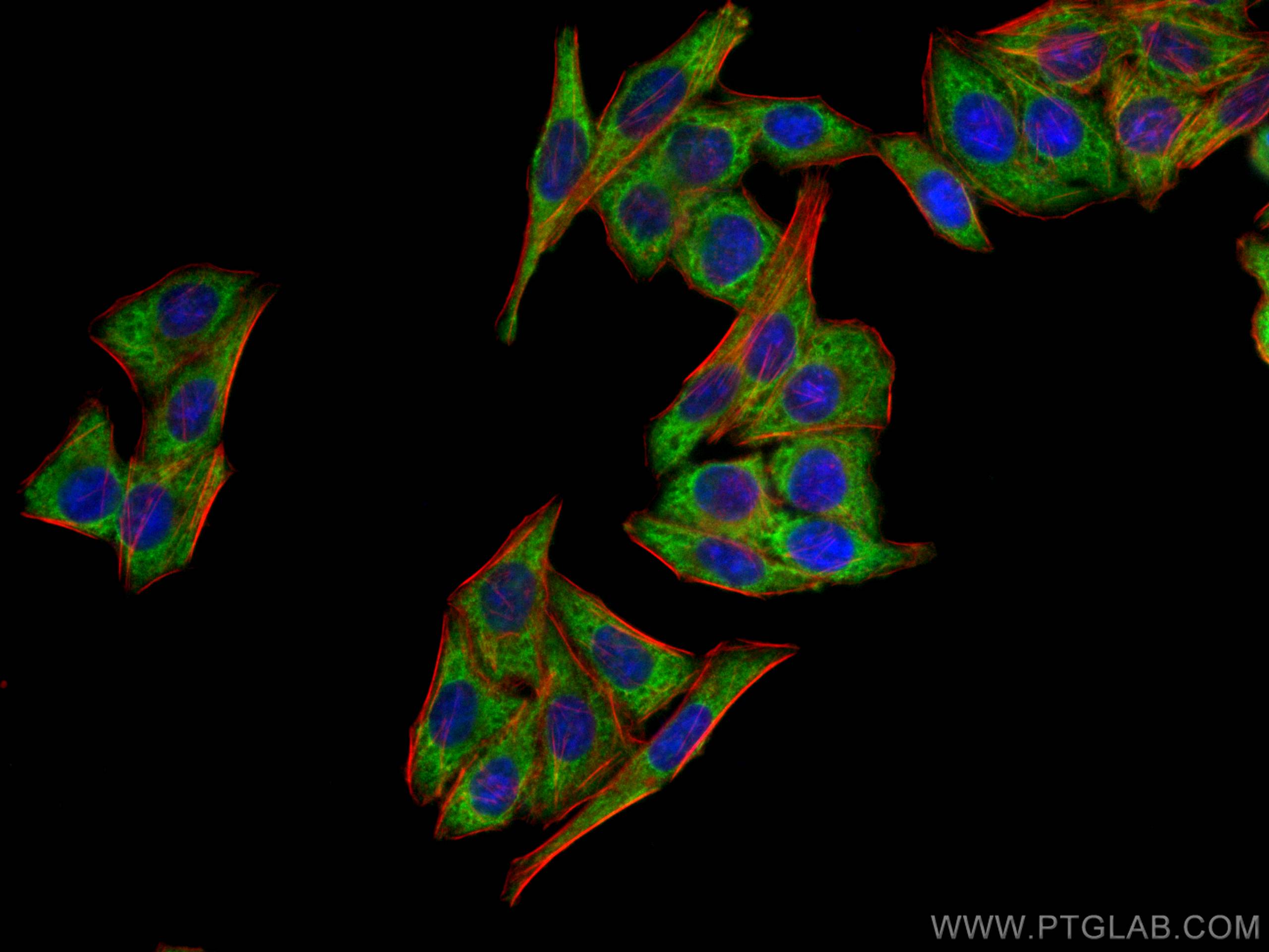 Immunofluorescence (IF) / fluorescent staining of HepG2 cells using CoraLite® Plus 488-conjugated PPARG Monoclonal ant (CL488-66936)