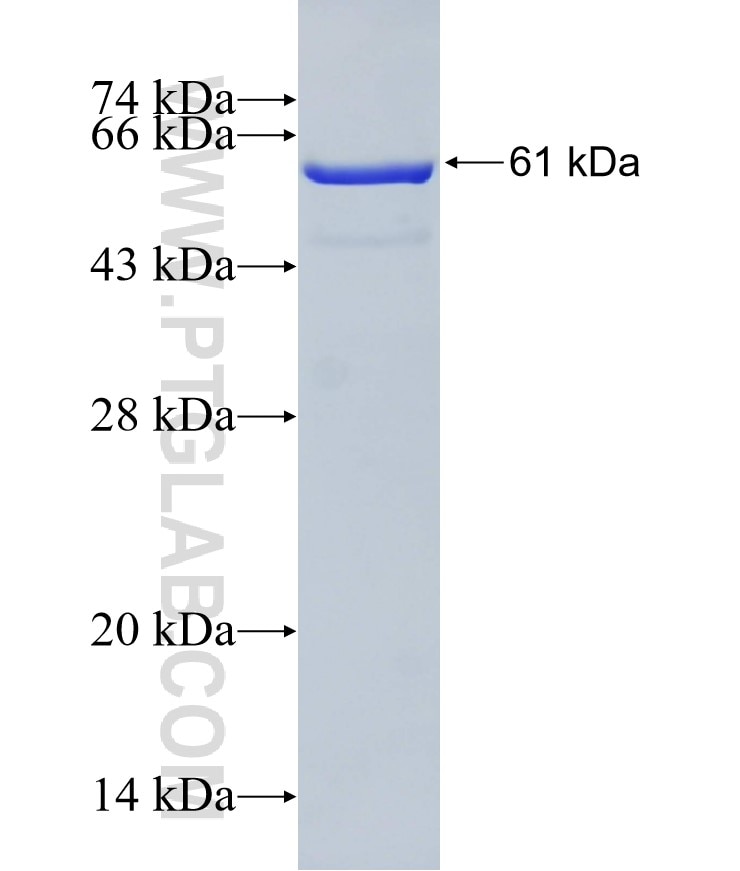 PPARG fusion protein Ag10005 SDS-PAGE