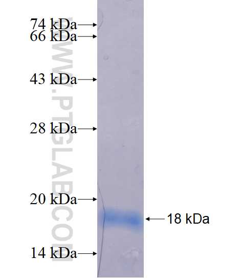 PPARG fusion protein Ag17468 SDS-PAGE