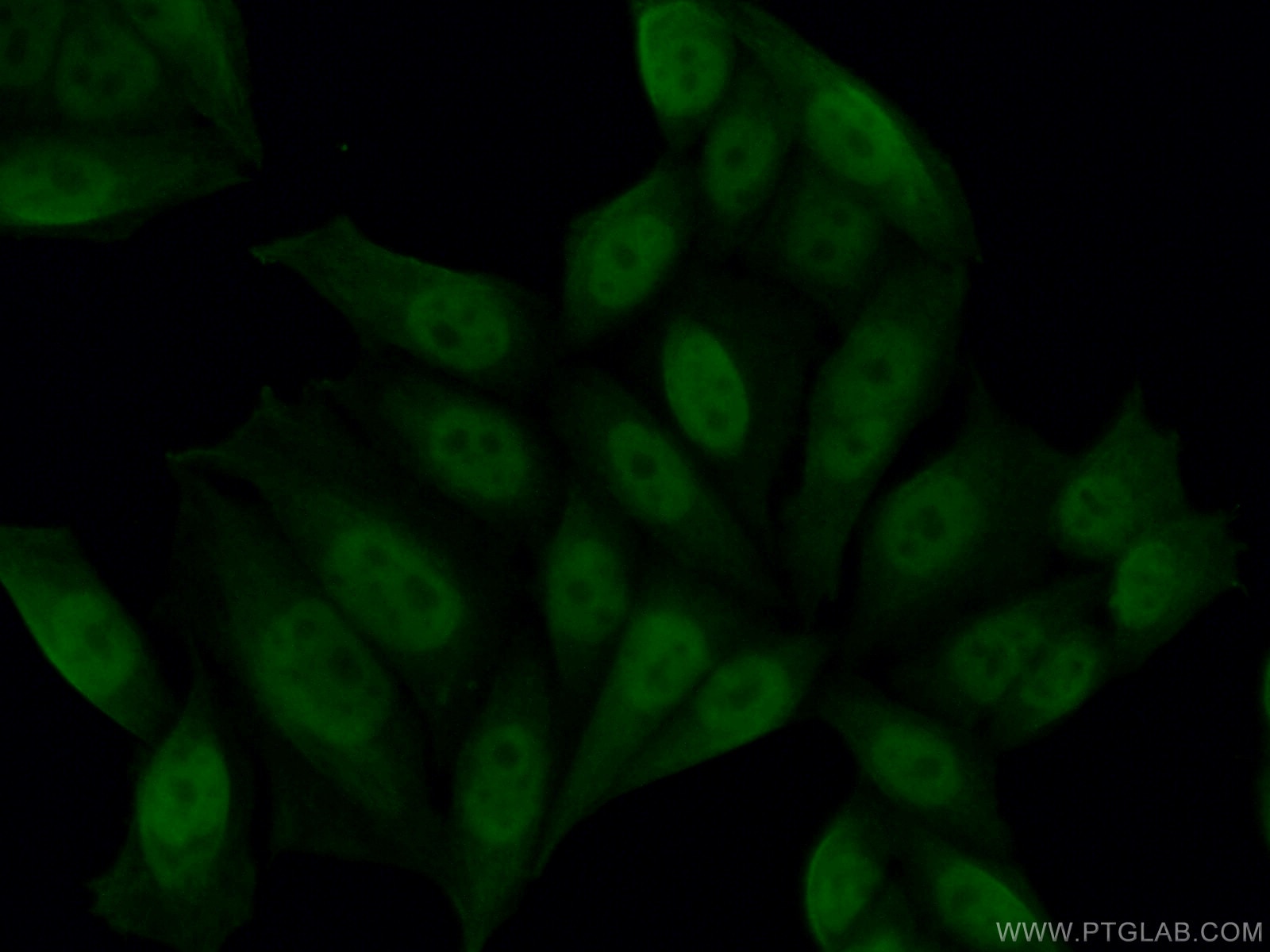 Immunofluorescence (IF) / fluorescent staining of HeLa cells using PGC1a Monoclonal antibody (66369-1-Ig)