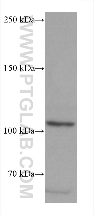Western Blot (WB) analysis of HSC-T6 cells using PGC1a Monoclonal antibody (66369-1-Ig)