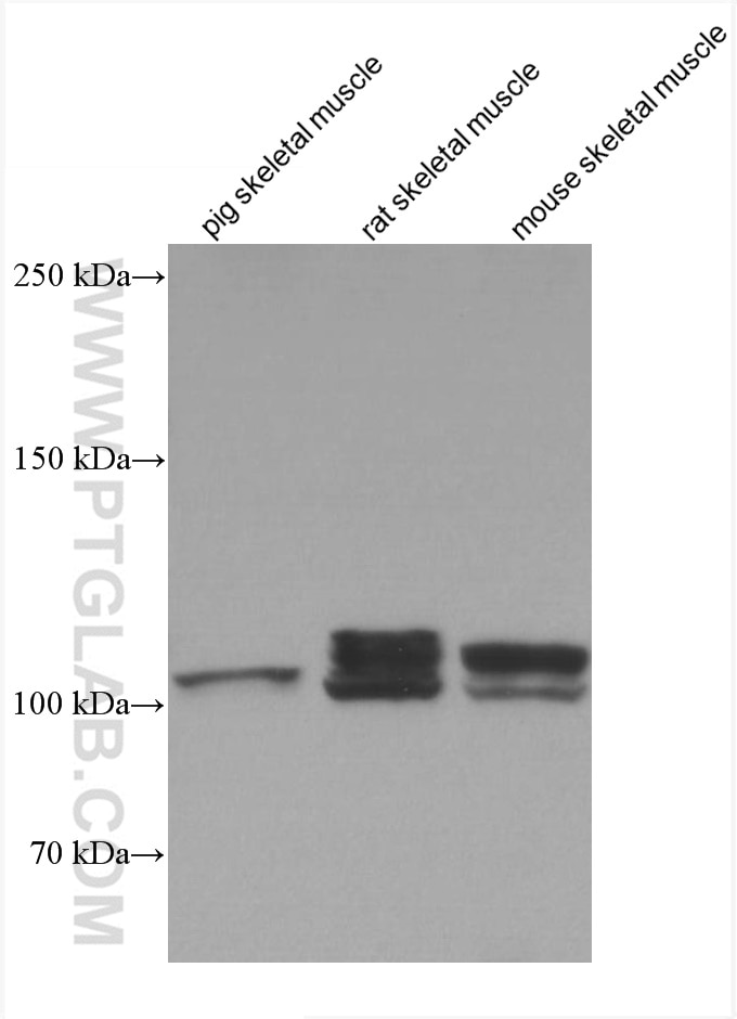 Western Blot (WB) analysis of various lysates using PGC1a Monoclonal antibody (66369-1-Ig)