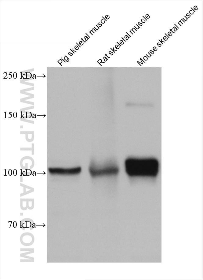 Western Blot (WB) analysis of various lysates using PGC1a Monoclonal antibody (66369-1-Ig)