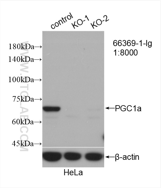 Western Blot (WB) analysis of HeLa cells using PGC1a Monoclonal antibody (66369-1-Ig)