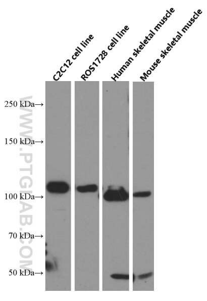 Western Blot (WB) analysis of various lysates using PGC1a Monoclonal antibody (66369-1-Ig)